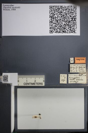 Media type: image; Entomology 594272